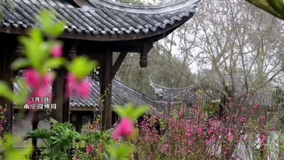 快來賞花吧！南寧園博園桃花沐雨綻放