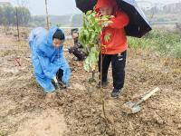 南寧市云景路小學(xué)恒心中隊(duì)植樹活動