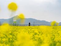 在賓陽縣古辣鎮(zhèn)，看成片油菜花海競相開放！