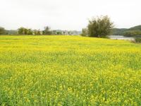 江南區(qū)江西鎮(zhèn)三江坡：春分邂逅油菜花 江南春色更醉人