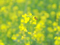 江南區(qū)江西鎮(zhèn)三江坡：春分邂逅油菜花 江南春色更醉人