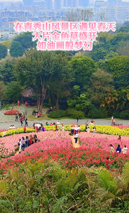 快去賞花！這是春天的顏色！青秀山風景區(qū)大片金魚草盛放，美如油畫