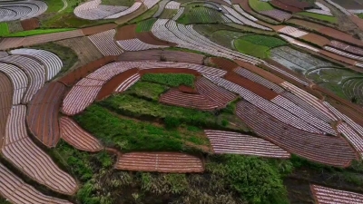 邕寧區(qū)蒲廟鎮(zhèn)新生村農田航拍景色，田園錯落有致，美如壯錦