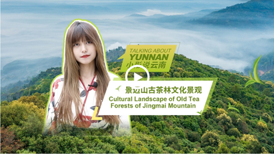 Talking about Yunnan: Cultural landscape of old tea forests of Jingmai Mountain