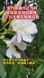 夾竹桃美麗的外表下“暗藏殺機(jī)”，日常賞花千萬不要觸碰和誤食