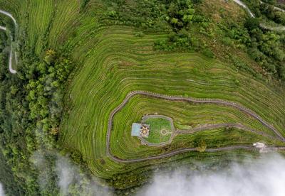 Tea industry flourishes in former secluded valley in Xizang