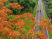 鳳凰花開(kāi)邕城美