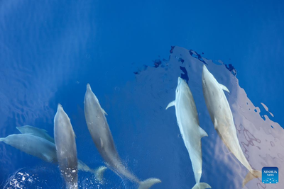 Large number of cetaceans witnessed in S China&#039;s Hainan