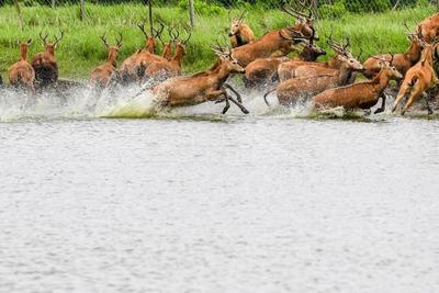 Endangered milu deer thrive in China reserve as population tops 8,000