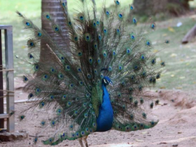 深圳野生動(dòng)物園辟謠剪孔雀尾巴