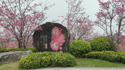 樱海寻春，茶香相伴——康师傅绿茶扫码赢“再来一瓶”快闪活动亮相青秀山