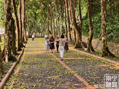 科普|南宁街头因何出现“春夏落叶奇景”？其实这并不反常