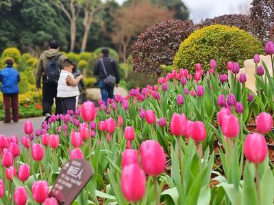 赏花、看灯，寻年味、探非遗……过年相约老友南宁