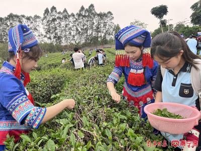 茶文化与广西民族文化交融成趣
