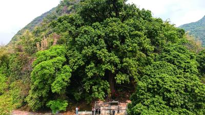 宝视频 | 400余岁秋枫树“棵葑”：受伤时会“流血” 清明落叶“催耕”