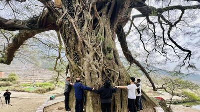古树名木会说话丨千年古榕守望乡村