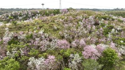 宝视频 | 山谷里的“莫奈花园” 南宁这个地方藏了一片花海