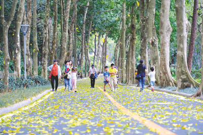 宝视频 | 夏日赏“秋景”  来看邕城限定版初夏奇观