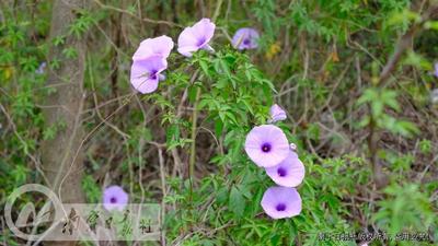 宝视频 | 停车场里惊现牵牛花海？警惕！