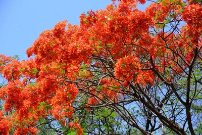 宝视频｜花开满堂红！8000凤凰木惊艳邕城