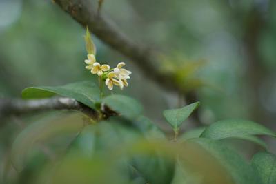 诗情画意 | 园丁咏