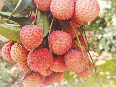 做陶坯摘桂味，周末一起快乐出发——南宁融媒“尚学研学营”钦州亲子研学活动首发团火热报名中 