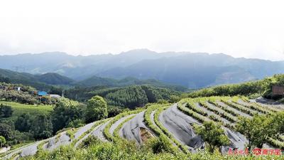 向上林出发！化身“小茶农”体验采茶乐趣，“尚学研学营”大明山脚采茶探水之旅本周六启程