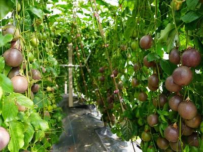 五彩邕城·丰收画卷 | 紫韵南宁 物产丰饶