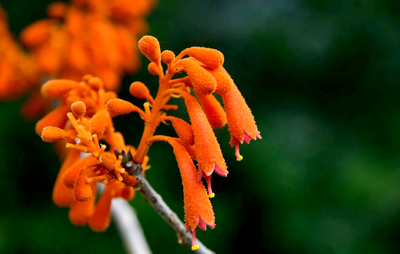 极危物种广西火桐种群数量稳定增长