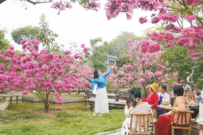 拍照打卡！紫花风铃木浪漫盛放