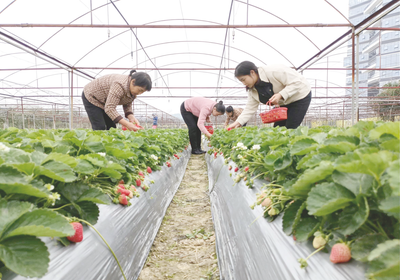 采摘尝鲜！本地草莓甜蜜上市 