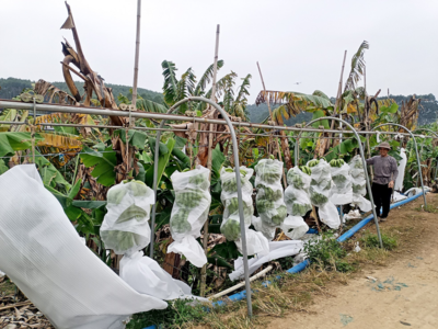 山地收香蕉告别肩扛手挑  “无人机+索道”新模式破解运输难题